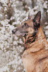 adult Malinois