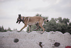 adult Malinois