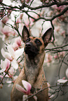 adult Malinois