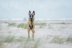 male Malinois