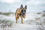 male Malinois