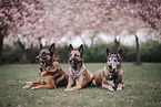 3 Malinois