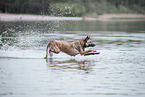 Malinois in the water