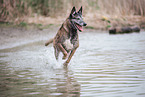 Malinois in the water