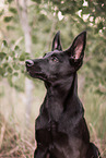 young Malinois