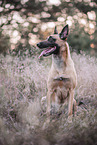 adult Malinois