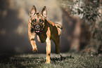 male Malinois