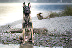 male Malinois