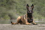 male Malinois