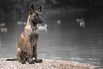 young Malinois