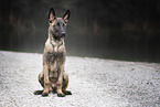 young Malinois