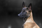 young Malinois