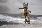 young Malinois