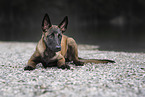 young Malinois