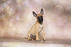 Malinois Puppy