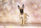 Malinois Puppy