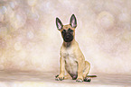 Malinois Puppy