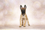 Malinois Puppy