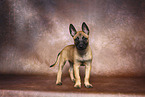 Malinois Puppy