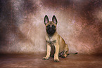Malinois Puppy