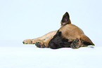 Malinois Puppy