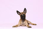 Malinois Puppy