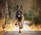 adult Malinois