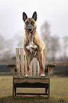 adult Malinois