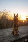 adult Malinois