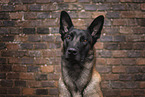 adult Malinois