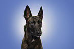 adult Malinois