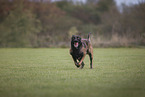 male Malinois