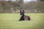 male Malinois