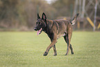 male Malinois