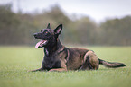 male Malinois