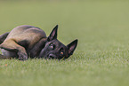 male Malinois