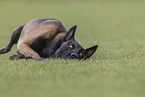 male Malinois