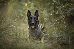 Malinois