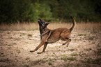 Malinois