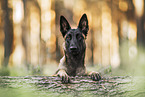 Malinois