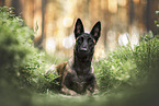 Malinois