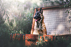 Malinois