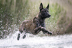 Malinois