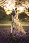 Malinois