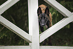 Malinois