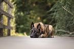 Malinois