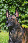 Malinois