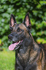 Malinois