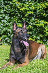 Malinois