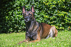 Malinois